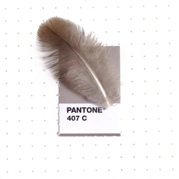 Pantone1