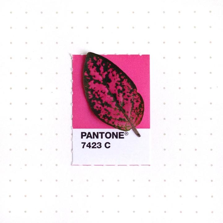 Pantone5