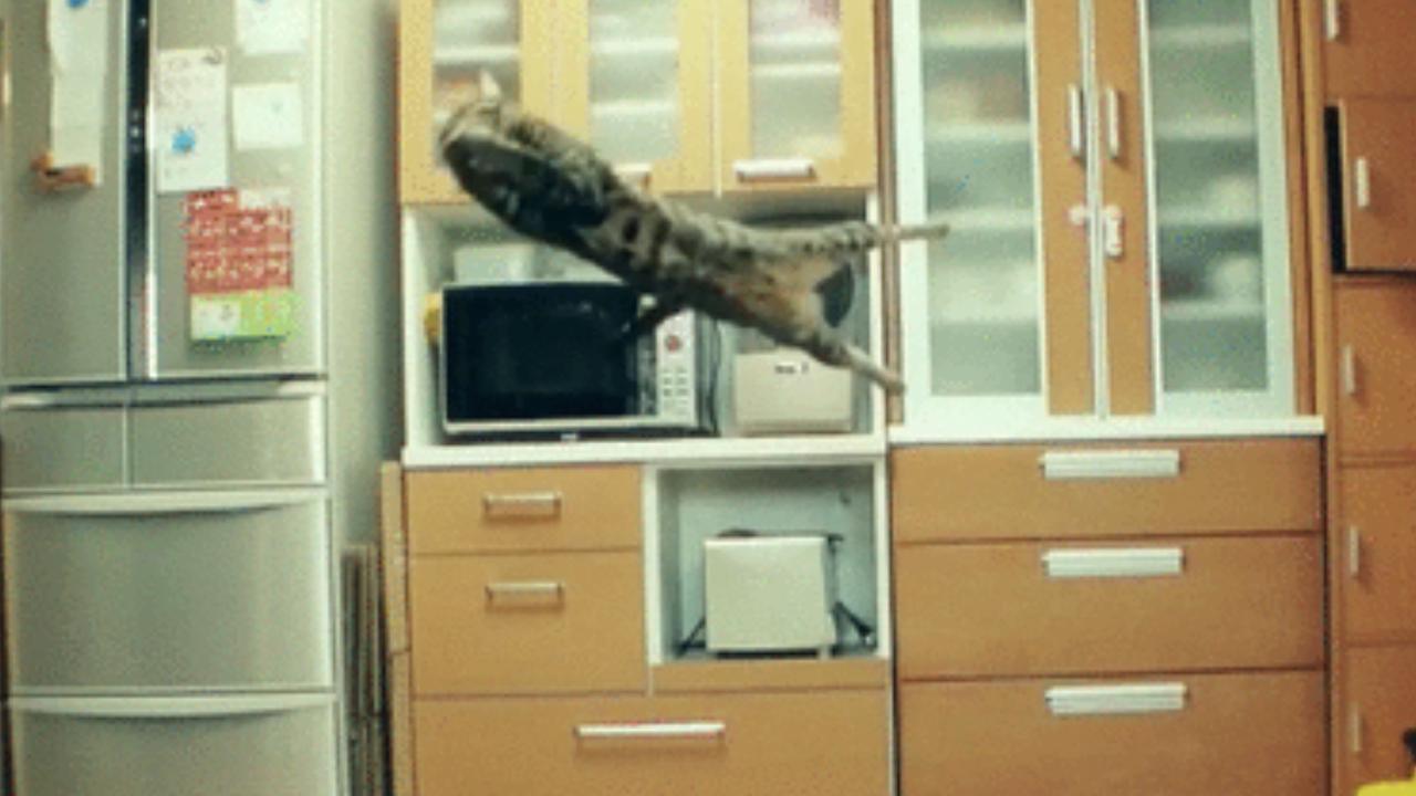 Katzen-Gifs von Katzenhasser: der Torwart