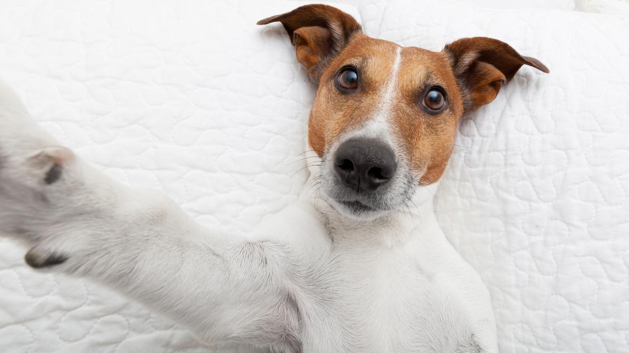 Selfiedog