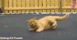 Katzen-GIF ani Trampolin