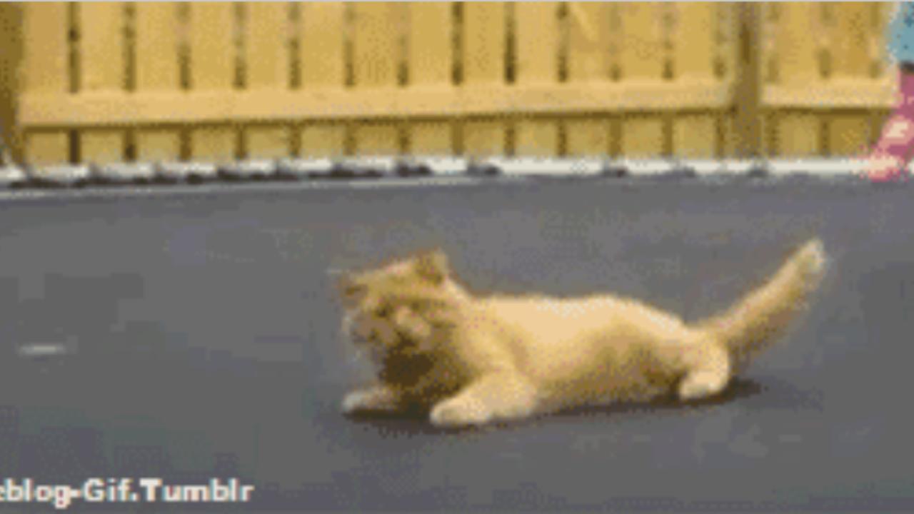 Katzen GIF Trampolin