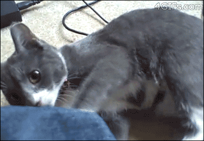 Katzen GIF ani Tyler Durden