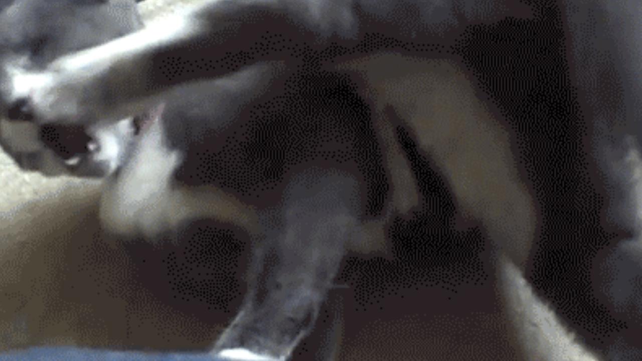 Katzen GIF teaser Tyler Durden