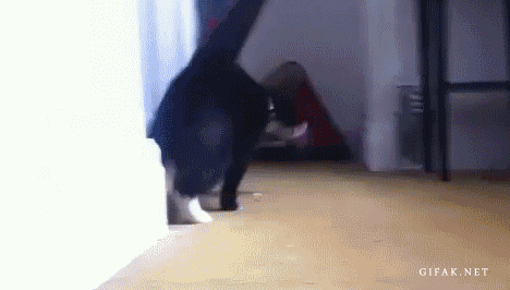 Katzen-GIF Antonio Banderas ani