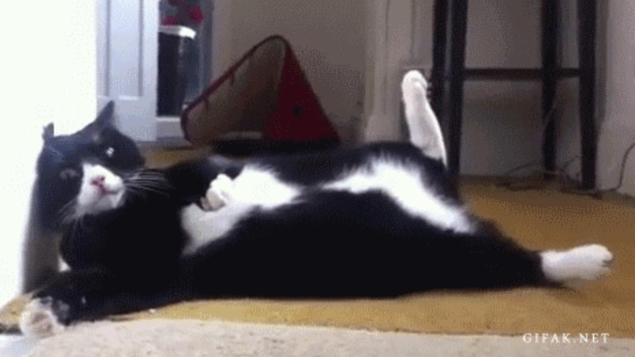 Katzen-GIF Antonio Banderas teaser