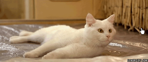 Katzen GIF ani Weltkatzentag