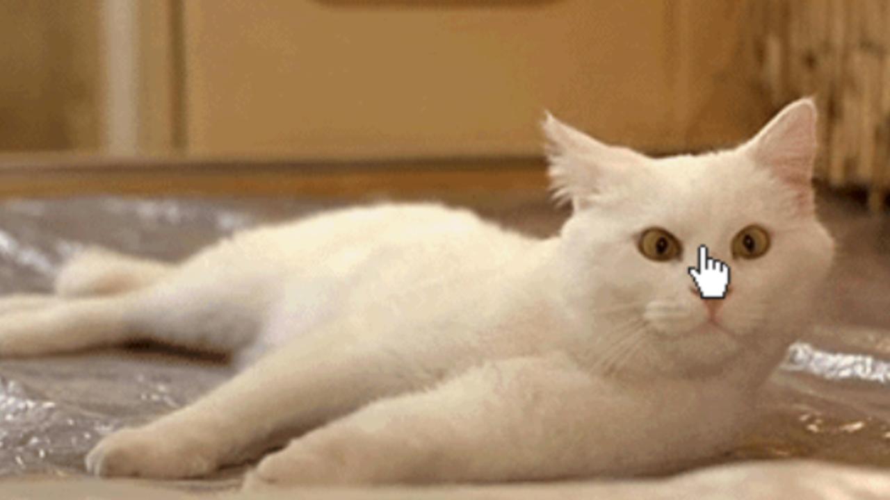 Katzen GIFs vom Katzenhasser: Heute ist Weltkatzentag