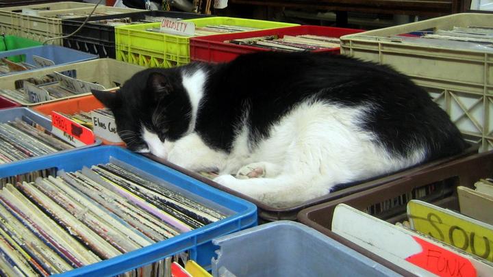 Vinyl - Freitas