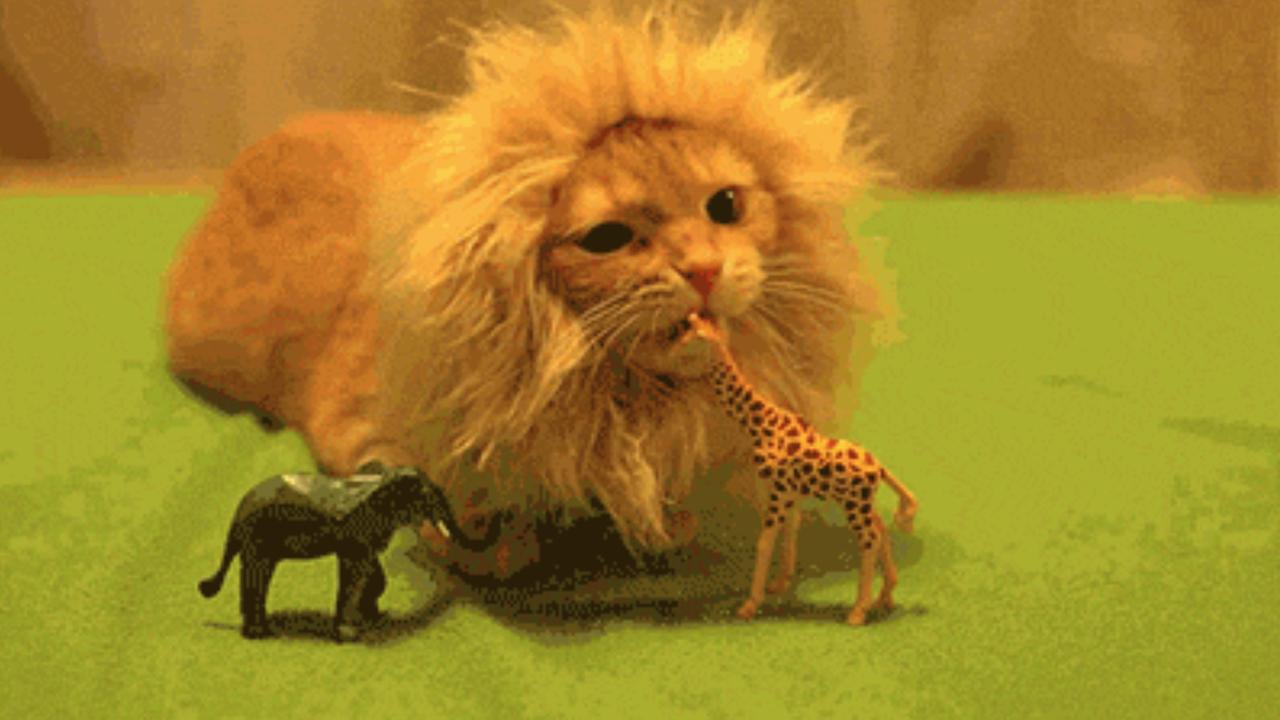 Katzen-Gifs vom Katzenhasser Löwe teaser