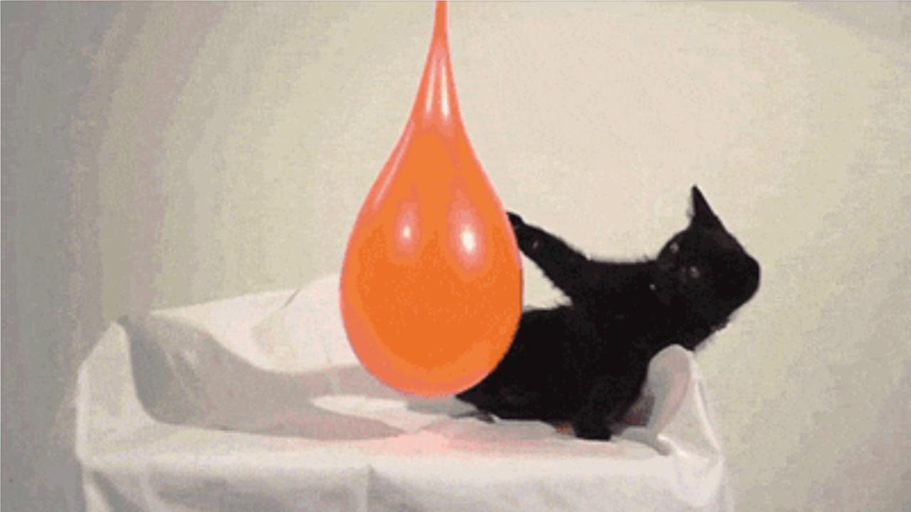 Katzen GIF Exploding Kittens