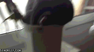 Katzen-GIfs vom Katzenhasser der Kater Ani GIF