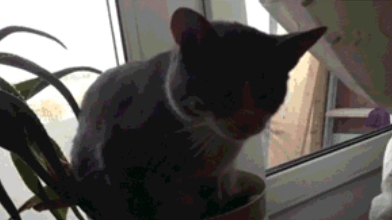 Katzen-GIfs vom Katzenhasser der Kater start
