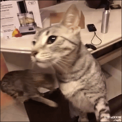 Katzen GIF Käse Ani