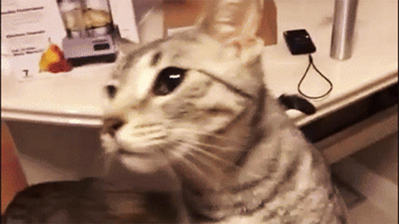 Katzen GIF Scheiblette start