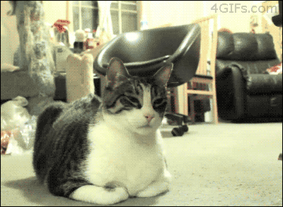 Katzen-GIFs Erdbeere ani