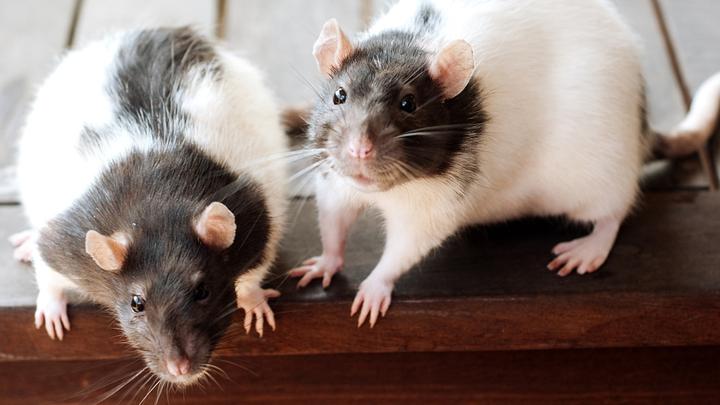 Leseliste-Ratten