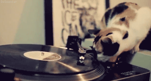 KatzenDJ-WWalkman30052015-GIF