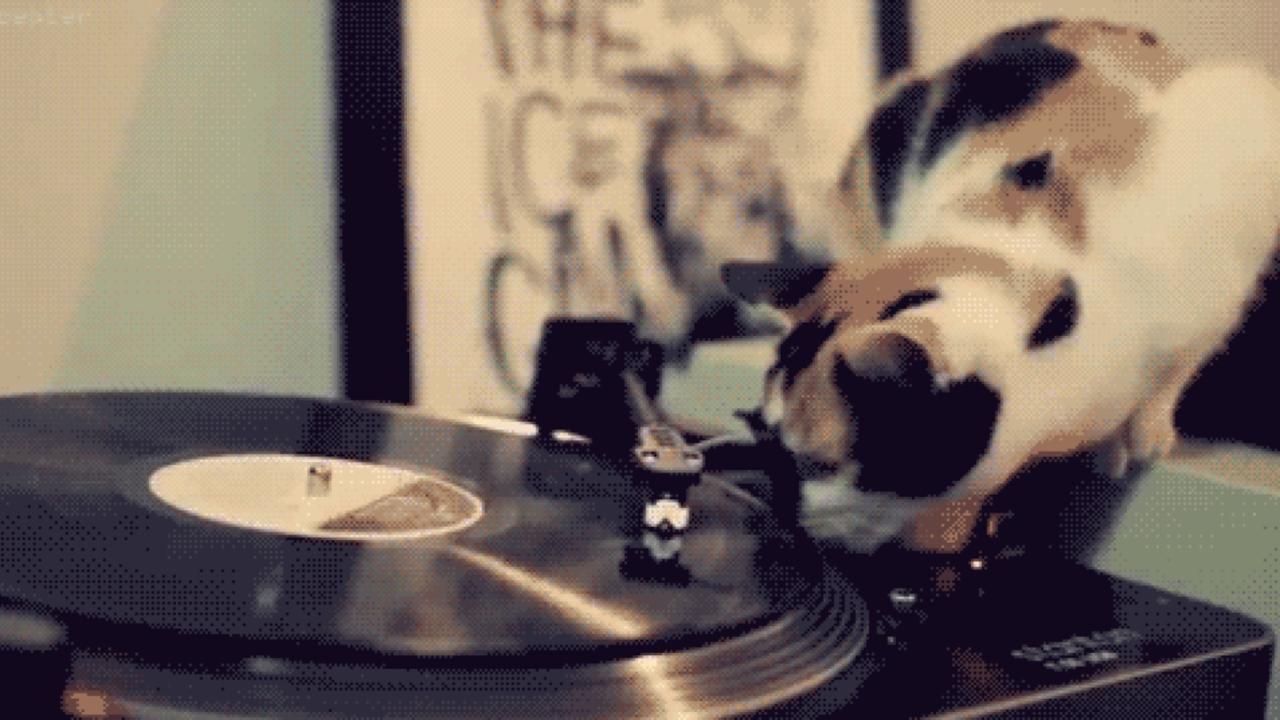 KatzenDJ-WWalkman30052015-lead