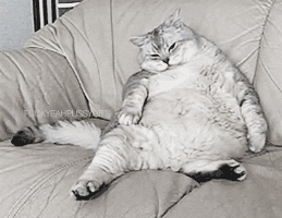 Katzen GIF Sepp Blatter ani