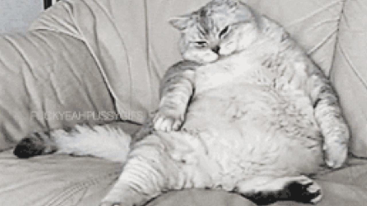 Katzen-GIF Sepp Blatter start