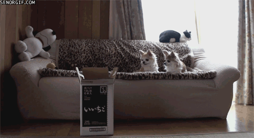 karton katze gif