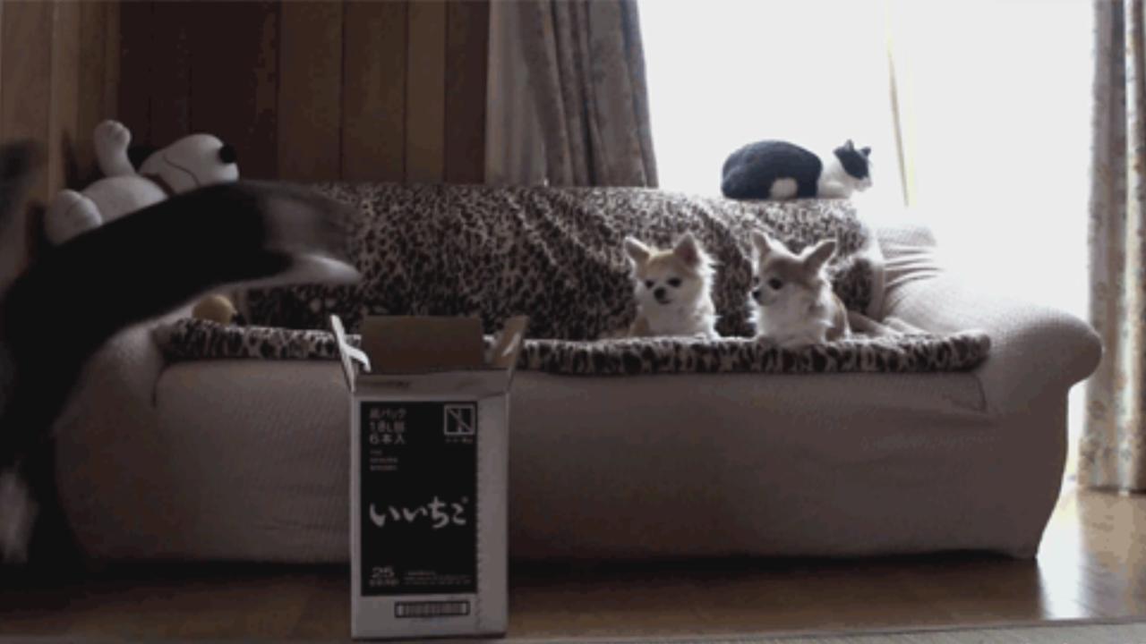 Katzen-Gif vom Katzenhasser Karton start