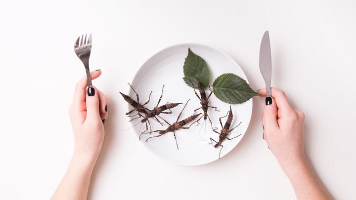 Insekten essen