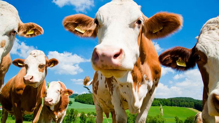 Simmentaler Rind