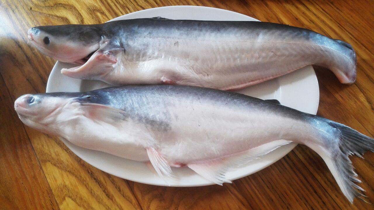Pangasius