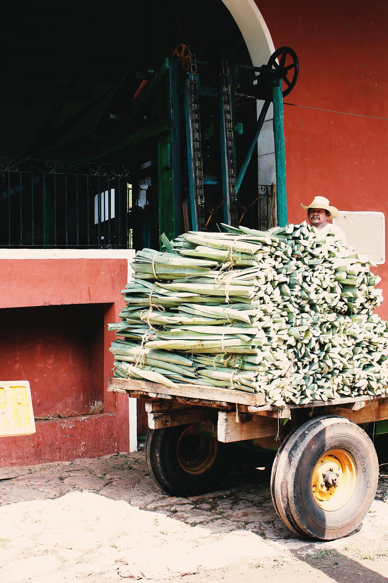 Mexiko Agave