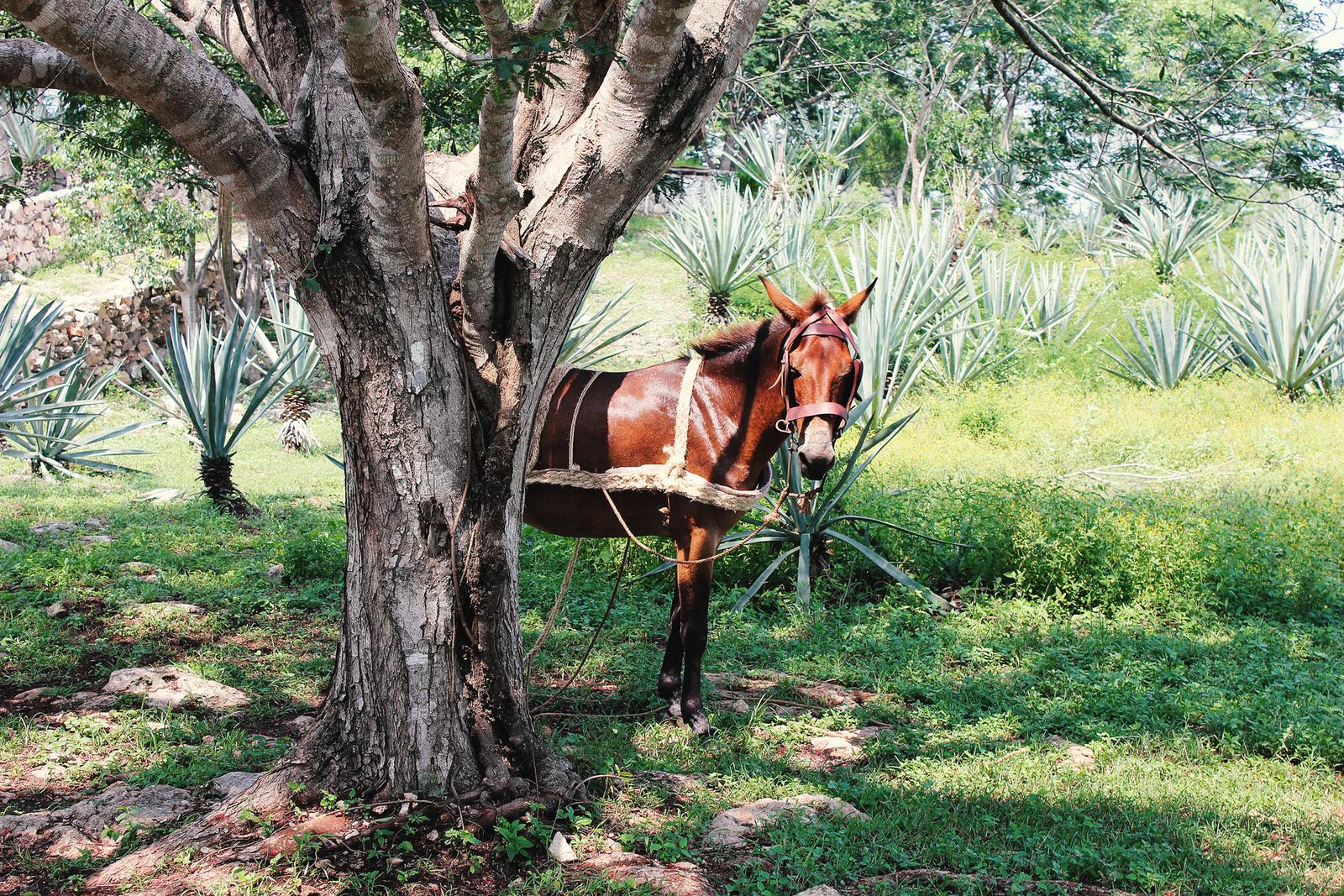 Mexiko Hacienda Agaven