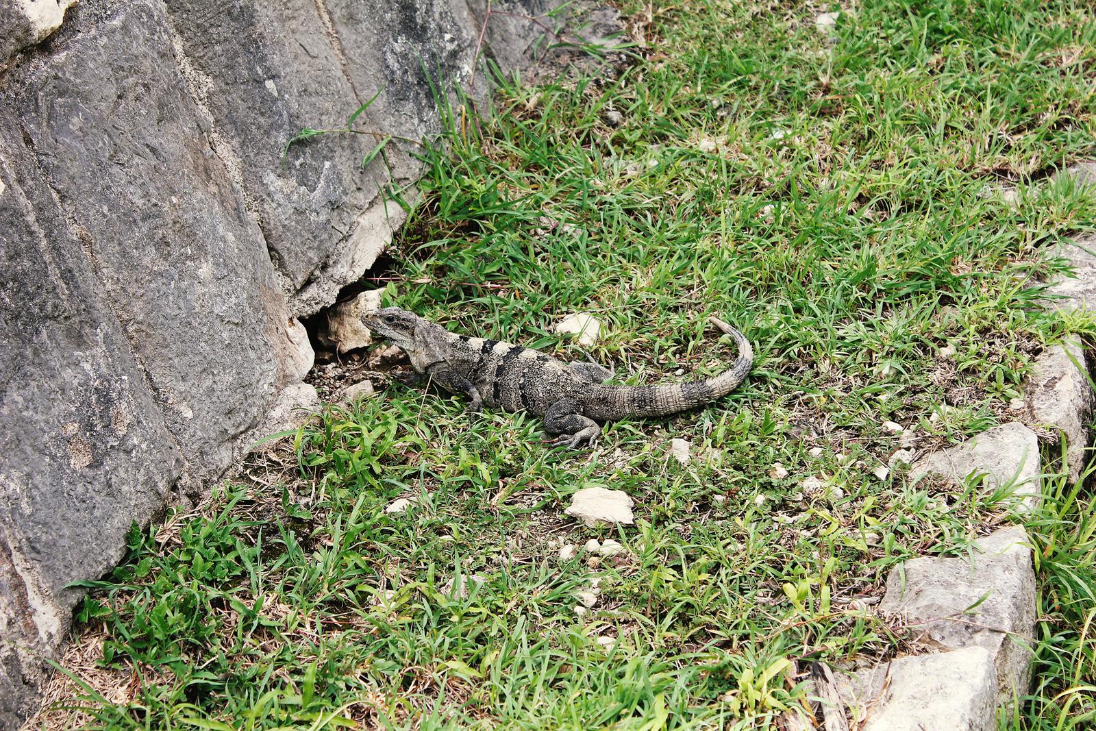 Mexiko Leguan