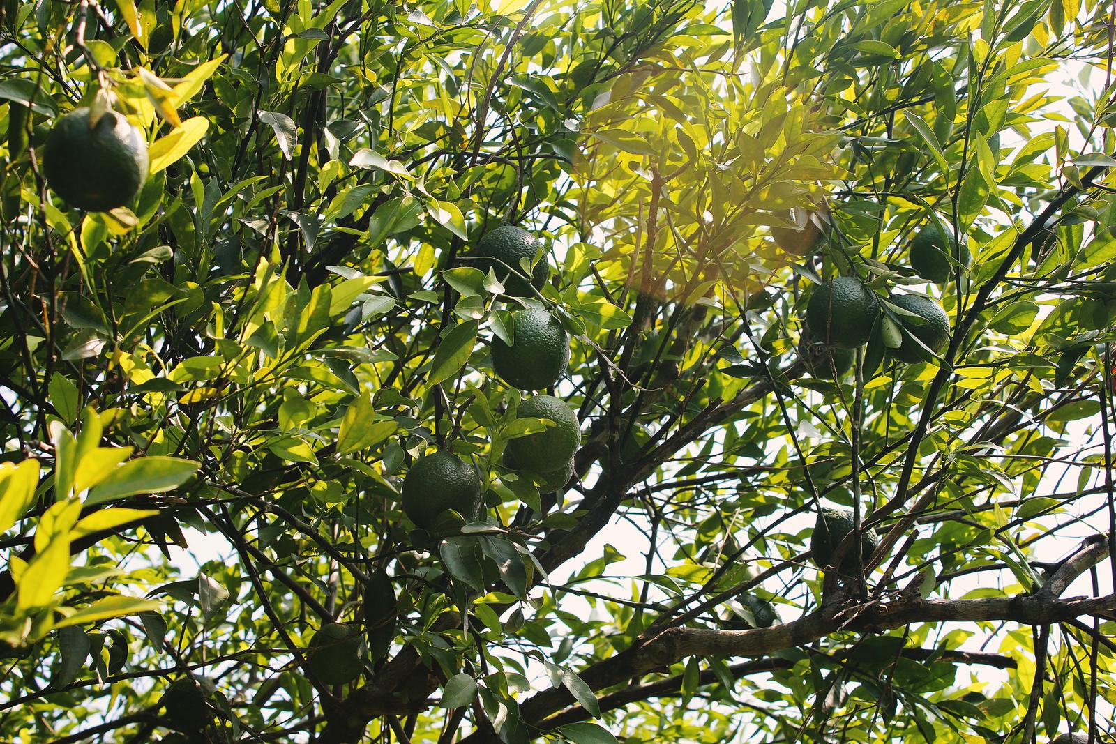 Mexiko Limette