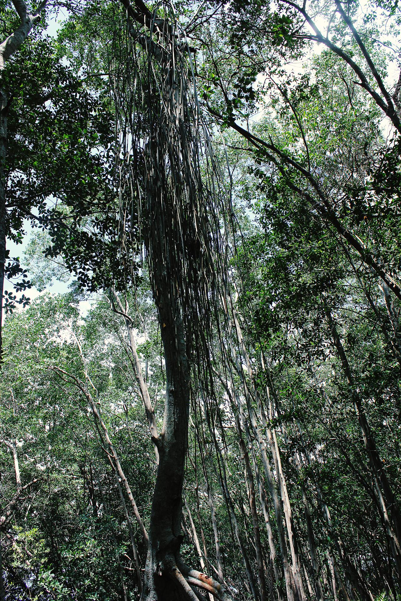 Mexiko Wald