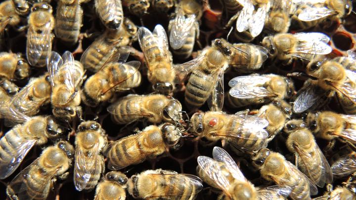 Bienen LL 06112016