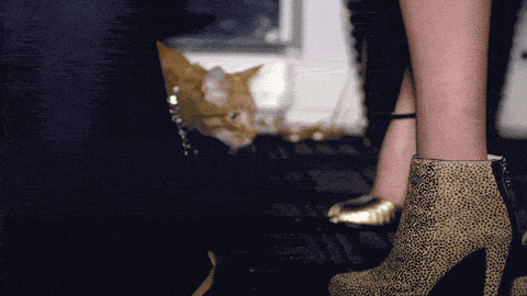 Katzen GIF das neue Berlin ani GIF