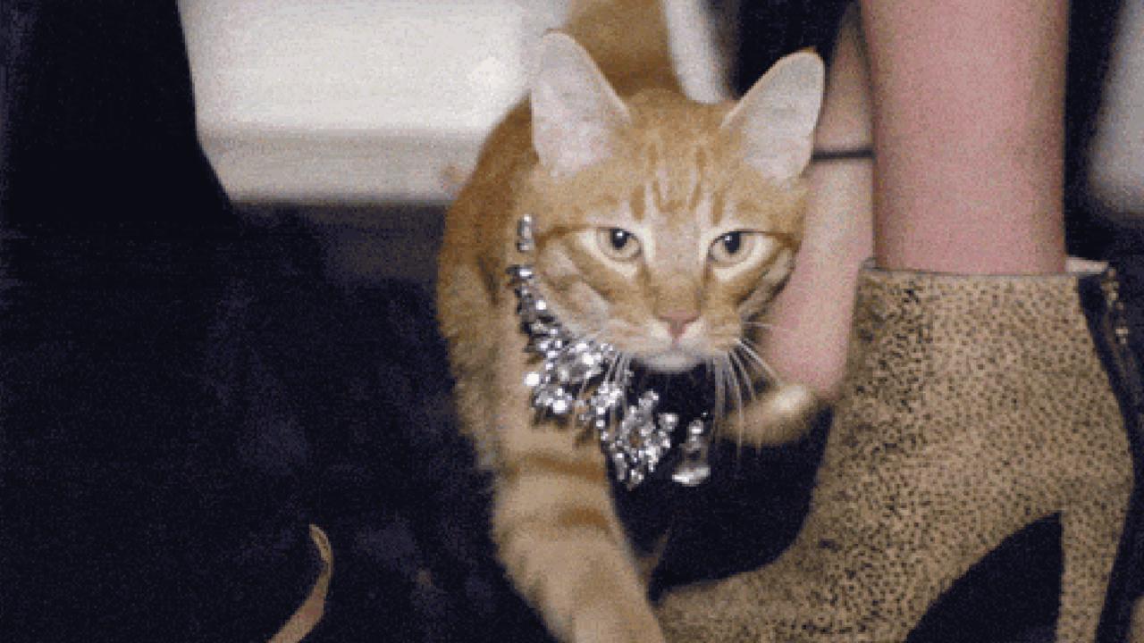 Katzen-GIF das neue Berlin start