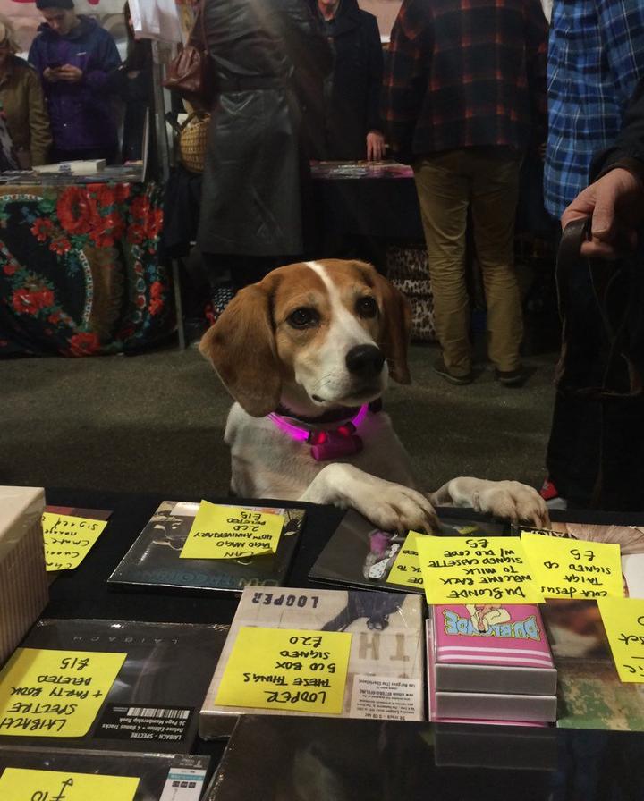 ILM-Hund