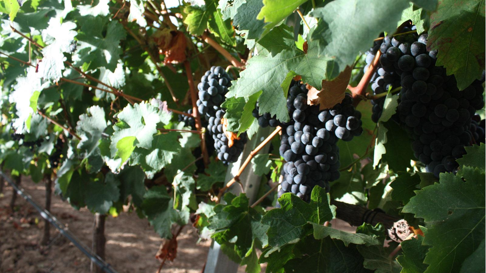 Tempranillo