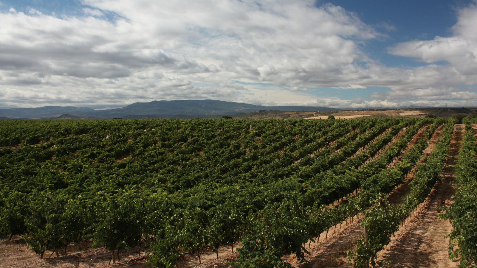 Weinanbaugebiet Rioja