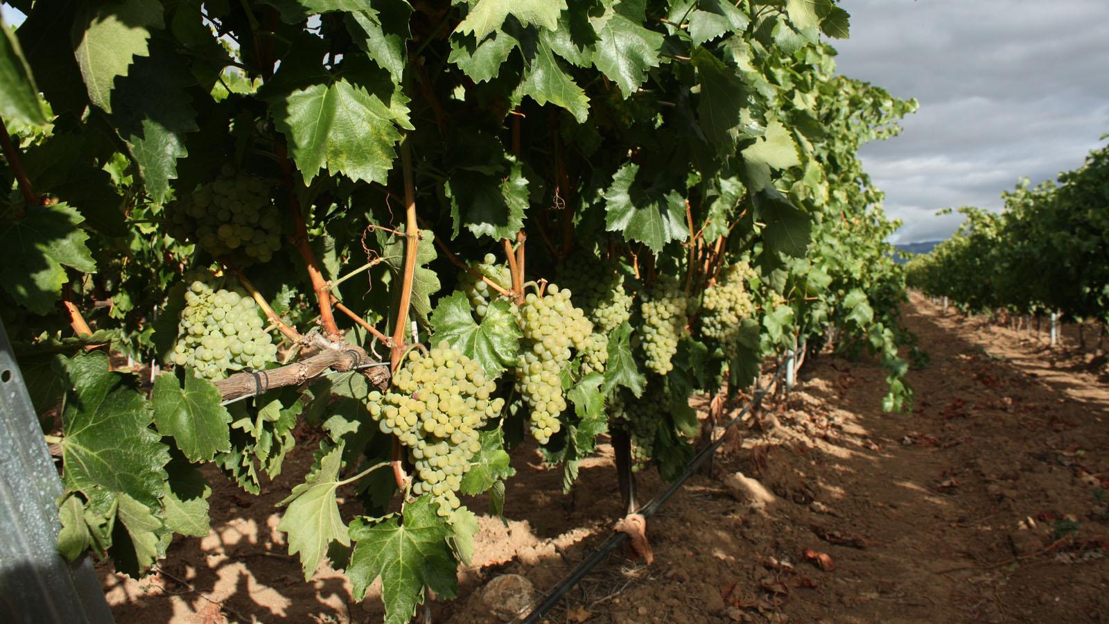 Weißwein