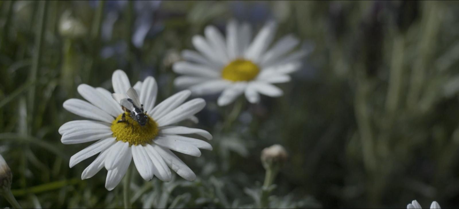 Hängengeblieben 2017 - Insektensterben