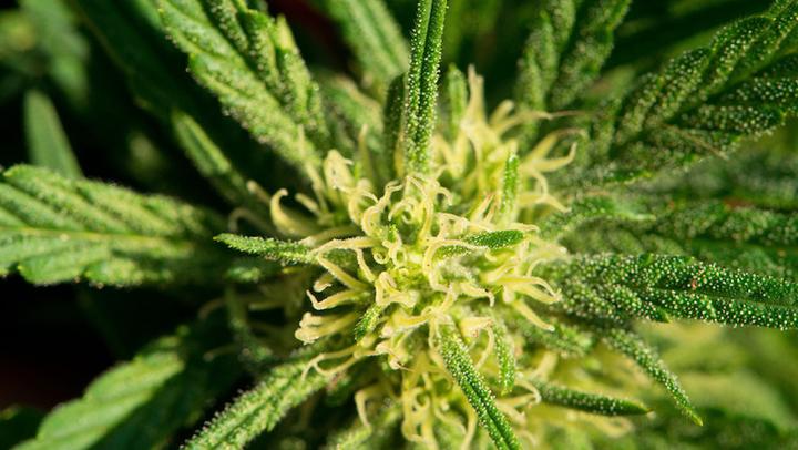 Marihuana LL 06032017