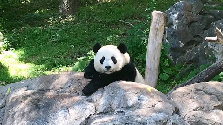 Panda LL 20082017