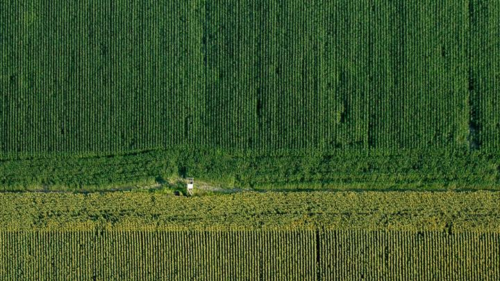 crops
