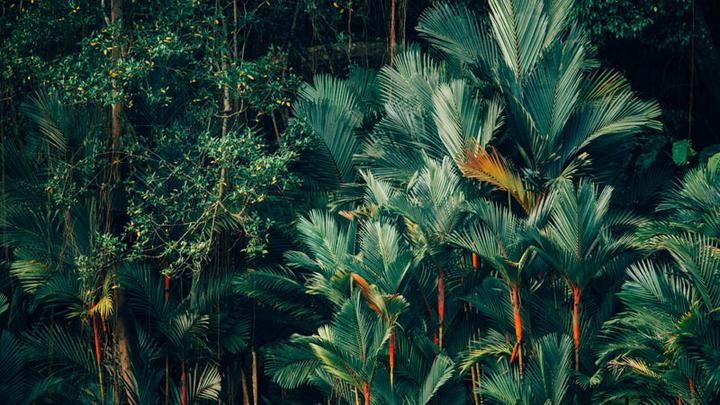 jungle