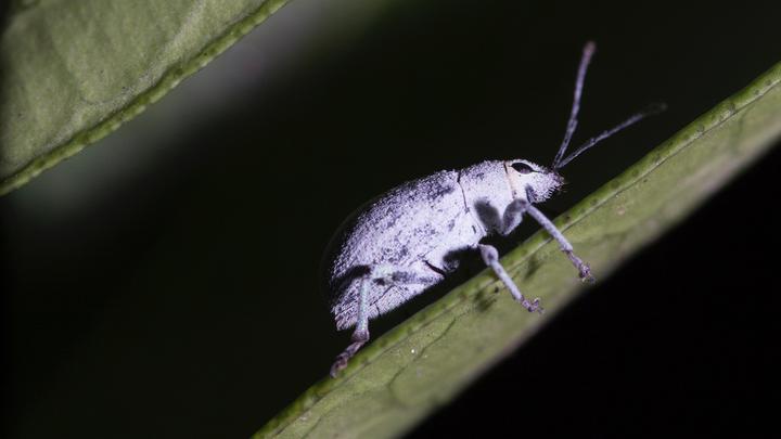 insekten leseliste