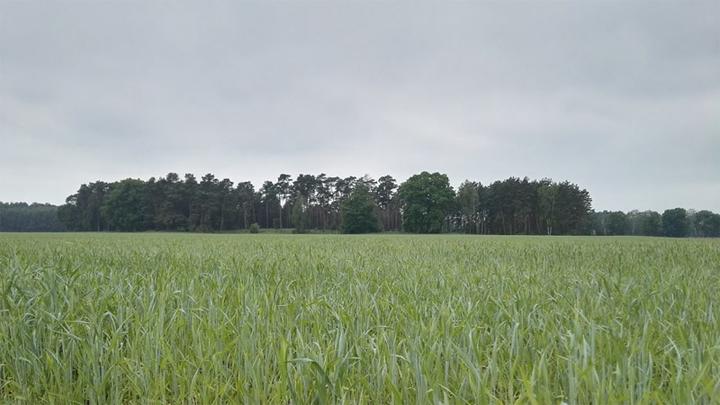 land