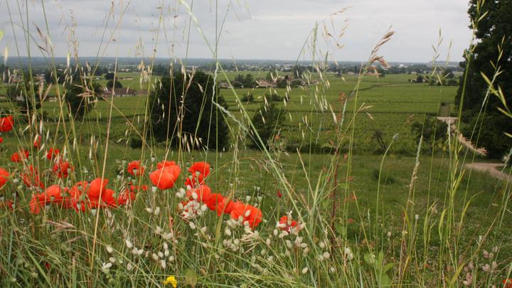 Ruhefeld